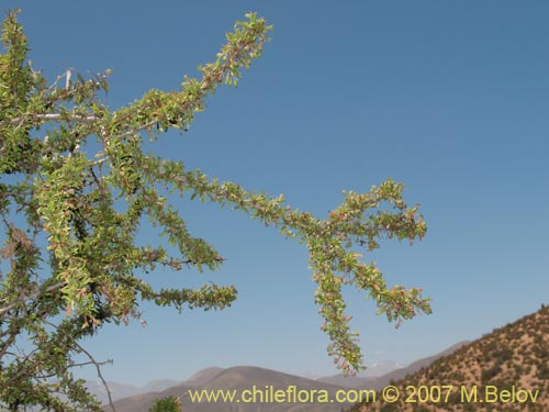 Image of Berberis glomerata (). Click to enlarge parts of image.