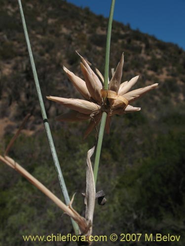 Image of Unidentified Plant sp. #1395 (). Click to enlarge parts of image.