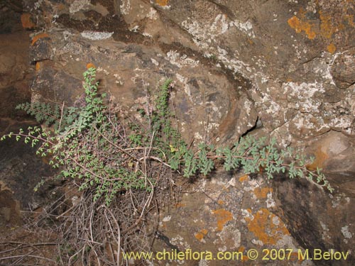Bild von Pellaea ternifolia (). Klicken Sie, um den Ausschnitt zu vergr�ssern.
