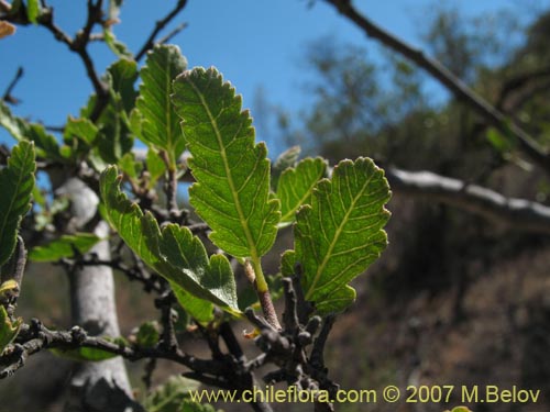 Imágen de Bridgesia incisifolia (Rumpiato). Haga un clic para aumentar parte de imágen.