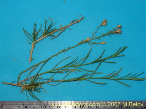 Gutierrezia resinosaの写真