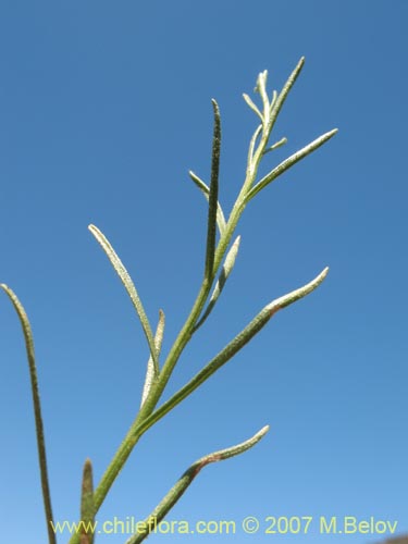 Gutierrezia resinosa의 사진