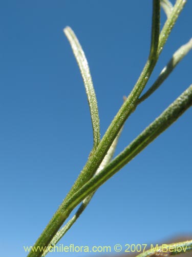 Фотография Gutierrezia resinosa (Pichanilla). Щелкните, чтобы увеличить вырез.