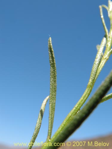 Фотография Gutierrezia resinosa (Pichanilla). Щелкните, чтобы увеличить вырез.