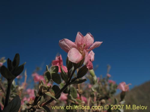 Imágen de Viviana marifolia (Té de burro / Oreganillo). Haga un clic para aumentar parte de imágen.