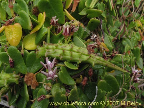 Bild von Cynanchum boerhaviifolium (). Klicken Sie, um den Ausschnitt zu vergr�ssern.