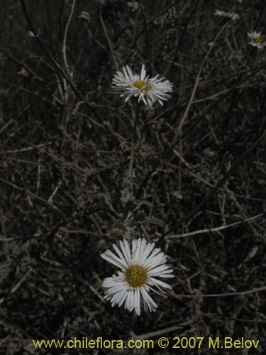 Imágen de Asteraceae sp. #1779 (). Haga un clic para aumentar parte de imágen.