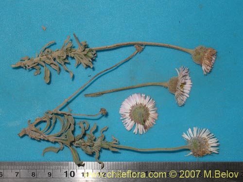 Asteraceae sp. #1779の写真