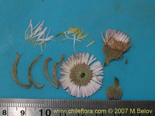 Bild von Asteraceae sp. #1779 (). Klicken Sie, um den Ausschnitt zu vergrössern.