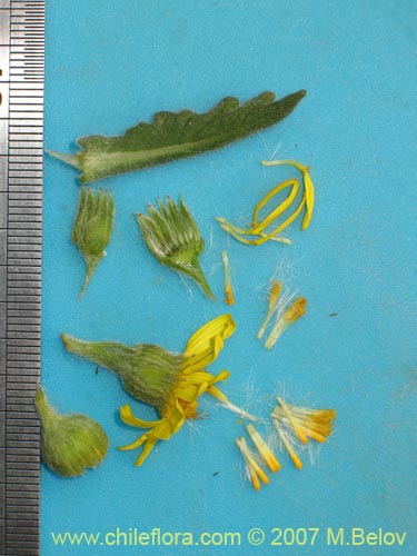 Image of Senecio planiflorus (). Click to enlarge parts of image.