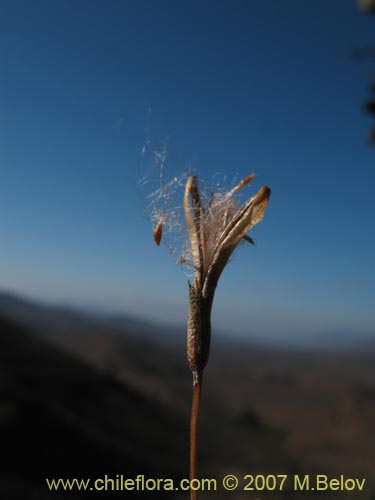 Фотография Tillandsia capillaris (Clavel del aire). Щелкните, чтобы увеличить вырез.