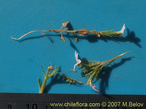 Bild von Cyphocarpus rigescens (). Klicken Sie, um den Ausschnitt zu vergrössern.