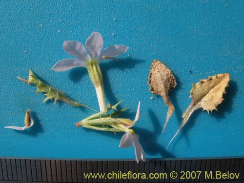 Im�gen de Cyphocarpus rigescens (). Haga un clic para aumentar parte de im�gen.