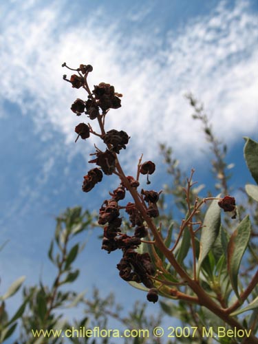 Bild von Escallonia angustifolia var. coquimbensis (). Klicken Sie, um den Ausschnitt zu vergrössern.