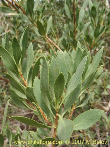 Image of Escallonia angustifolia var. coquimbensis (). Click to enlarge parts of image.
