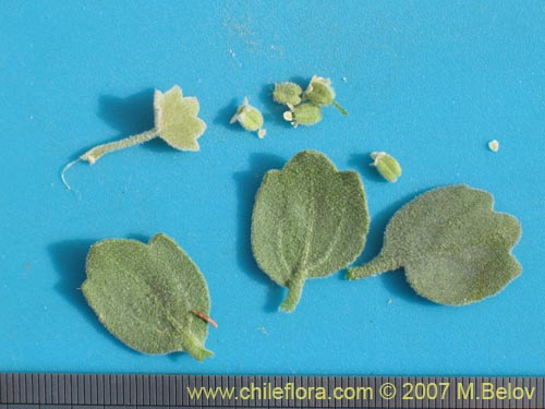 Image of Homalocarpus dichotomus (). Click to enlarge parts of image.