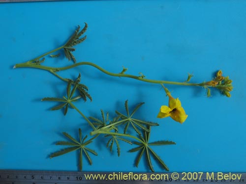 Argylia potentillaefoliaの写真