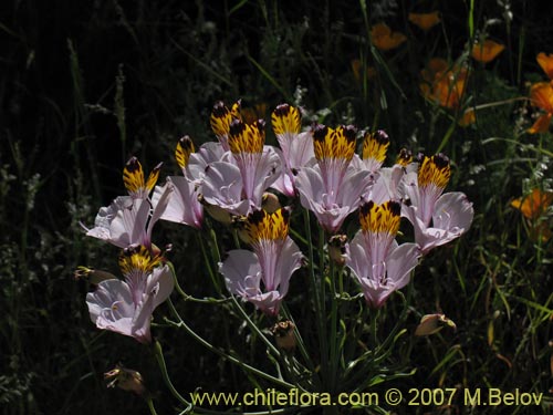 Imágen de Alstroemeria pulchra var. maxima (). Haga un clic para aumentar parte de imágen.