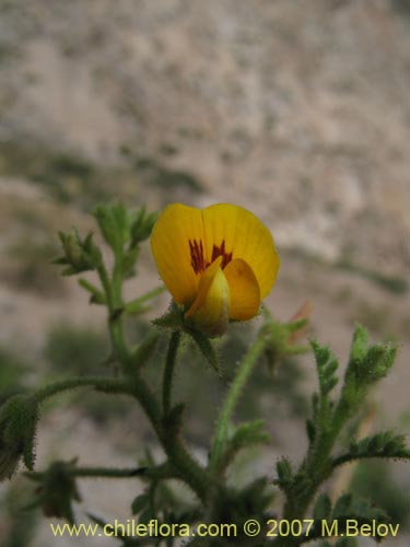Bild von Adesmia parviflora (). Klicken Sie, um den Ausschnitt zu vergrössern.