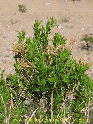 Фотография Proustia ilicifolia (Huañil). Щелкните, чтобы увеличить вырез.