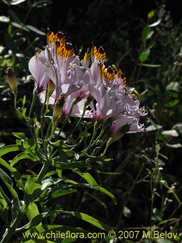 Image of Alstroemeria pulchra var. maxima (). Click to enlarge parts of image.