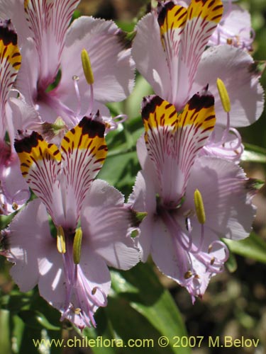 Bild von Alstroemeria pulchra var. maxima (). Klicken Sie, um den Ausschnitt zu vergr�ssern.