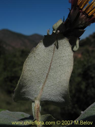 Фотография Mutisia latifolia (). Щелкните, чтобы увеличить вырез.