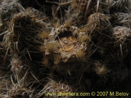 Bild von Maihueniopsis archiconoidea (). Klicken Sie, um den Ausschnitt zu vergr�ssern.