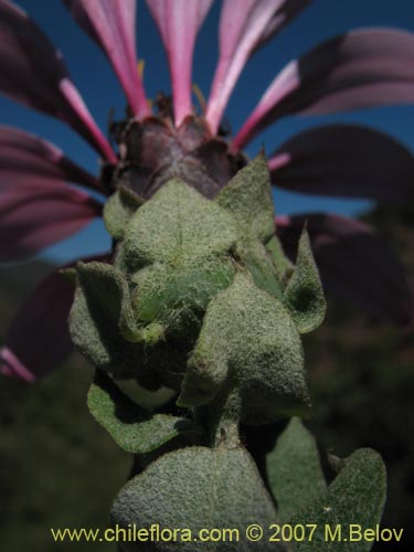 Mutisia latifolia的照片