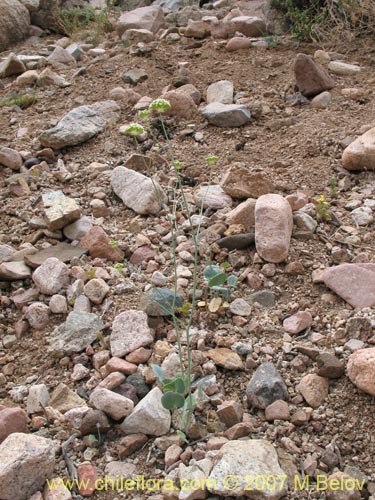 Asteriscium chilense의 사진