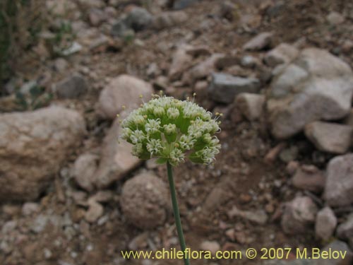 Asteriscium chilenseの写真
