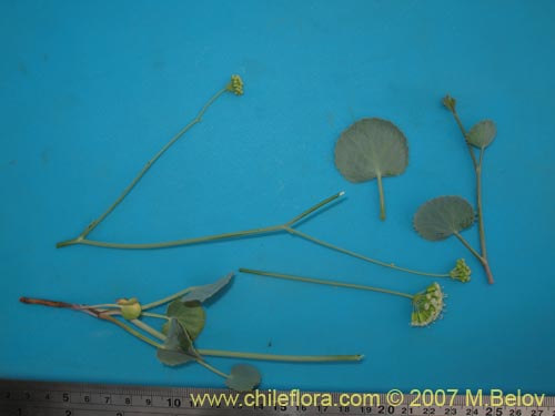 Фотография Asteriscium chilense (). Щелкните, чтобы увеличить вырез.