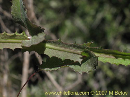 Фотография Mutisia latifolia (). Щелкните, чтобы увеличить вырез.