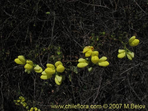 Calceolaria glandulosa의 사진