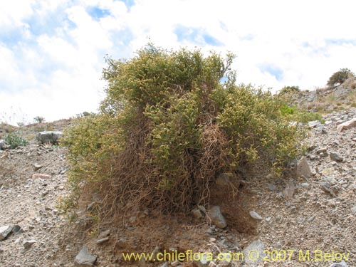 Heliotropium chenopodiaceum的照片