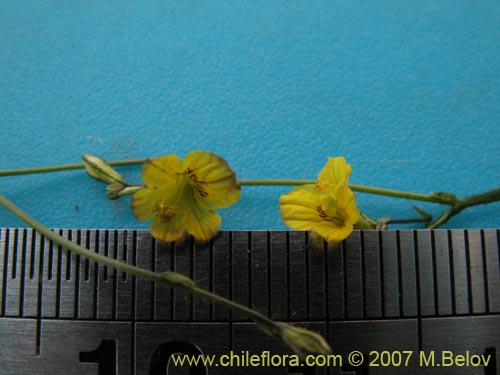Imágen de Reyesia parviflora (). Haga un clic para aumentar parte de imágen.