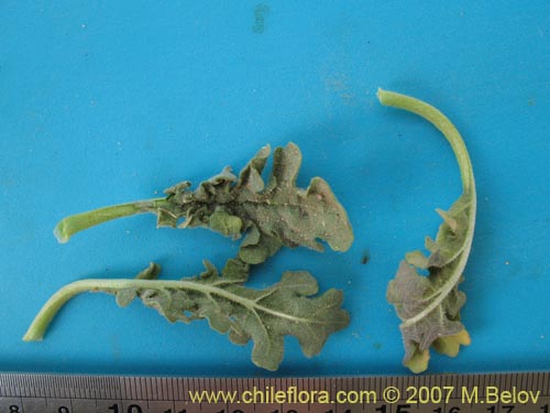 Reyesia parvifloraの写真