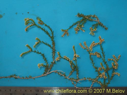 Heliotropium chenopodiaceumの写真