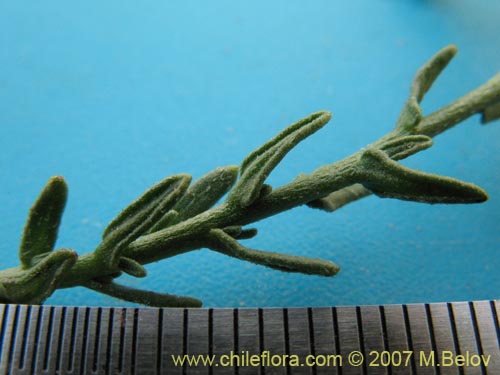 Image of Heliotropium chenopodiaceum (). Click to enlarge parts of image.