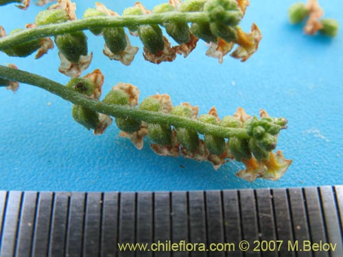 Heliotropium chenopodiaceumの写真