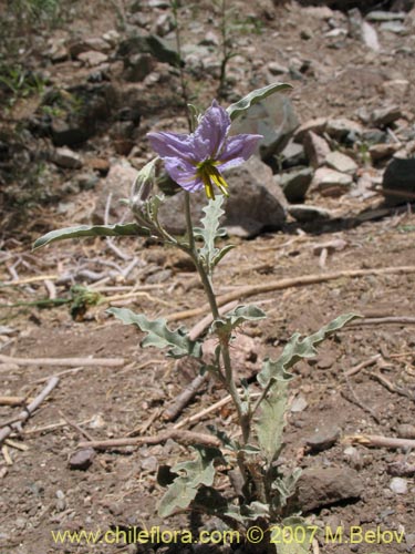 Image of Solanum elaeagnifolium (). Click to enlarge parts of image.