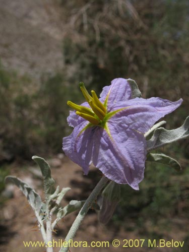 Imágen de Solanum elaeagnifolium (). Haga un clic para aumentar parte de imágen.