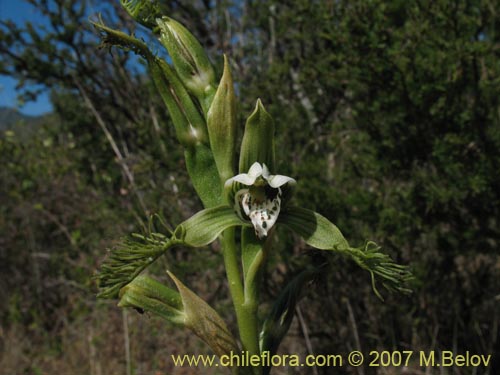 Image of Bipinnula fimbriata (). Click to enlarge parts of image.