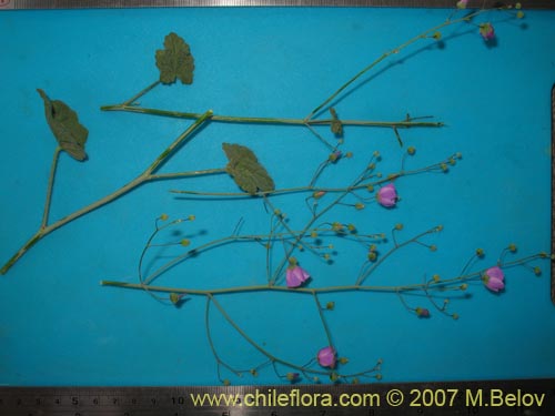 Image of Cristaria cordatorotundifolia (). Click to enlarge parts of image.