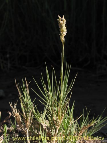 Image of Poaceae sp. #1693 (). Click to enlarge parts of image.