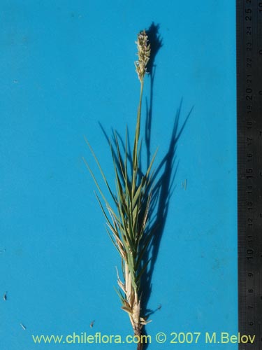 Imágen de Poaceae sp. #1693 (). Haga un clic para aumentar parte de imágen.