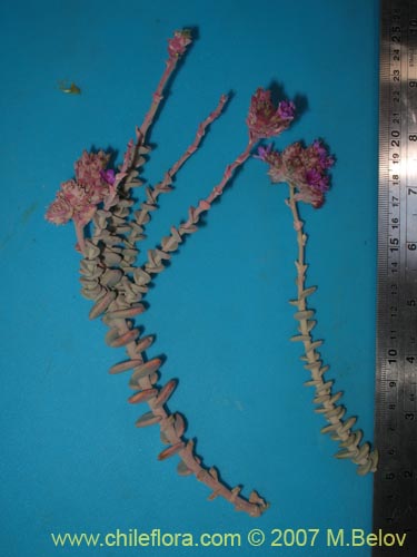 Image of Cistanthe salsoloides (). Click to enlarge parts of image.