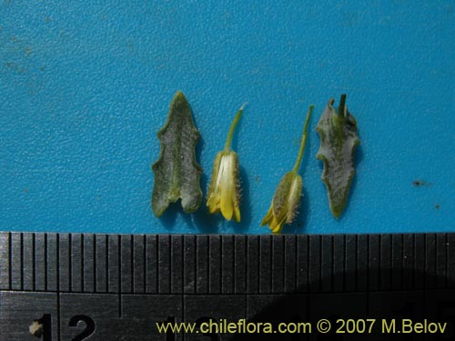Image of Unidentified Plant sp. #1333 (). Click to enlarge parts of image.