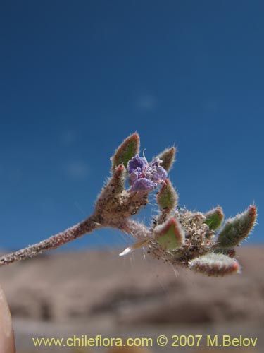 Tiquilia atacamensisの写真