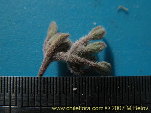 Tiquilia atacamensisの写真